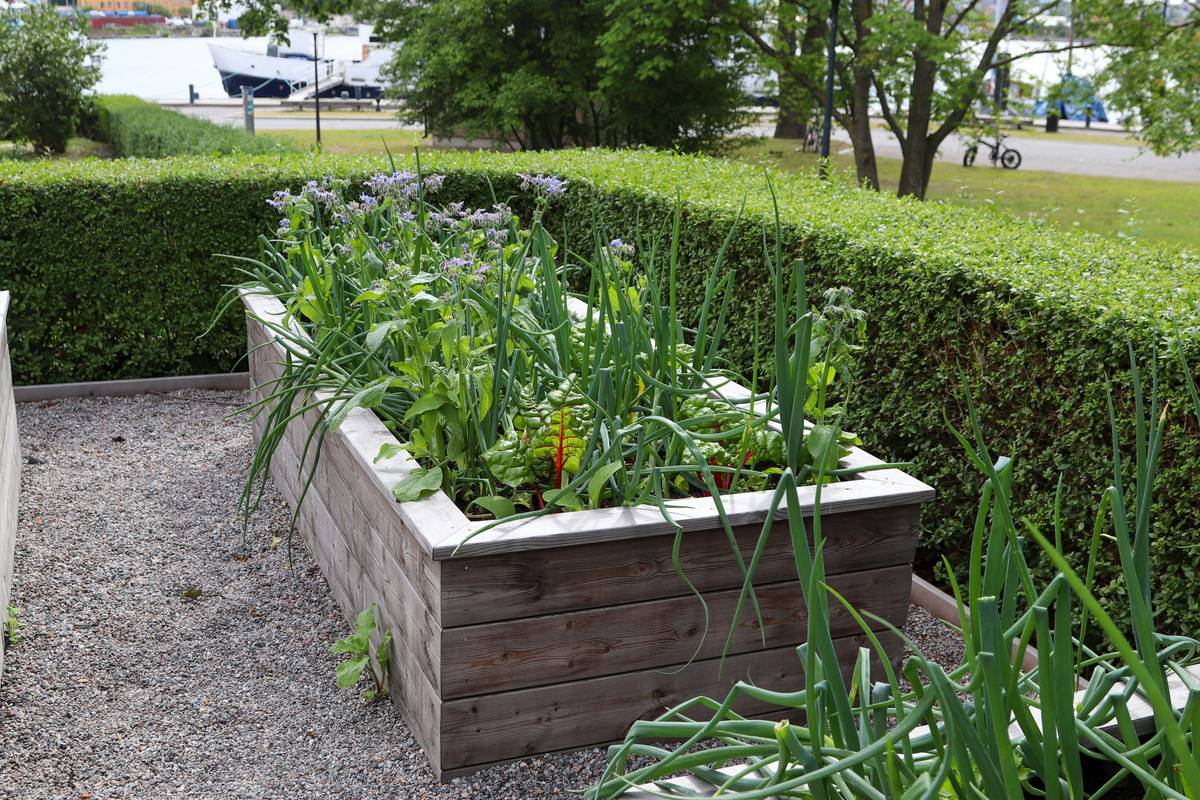 Applying safe wood preservative for vegetable garden using raw linseed oil on raised bed